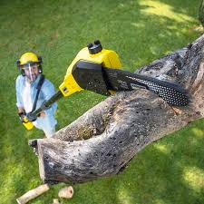 Best Arborist Consultation Services  in Hillsdale, MI